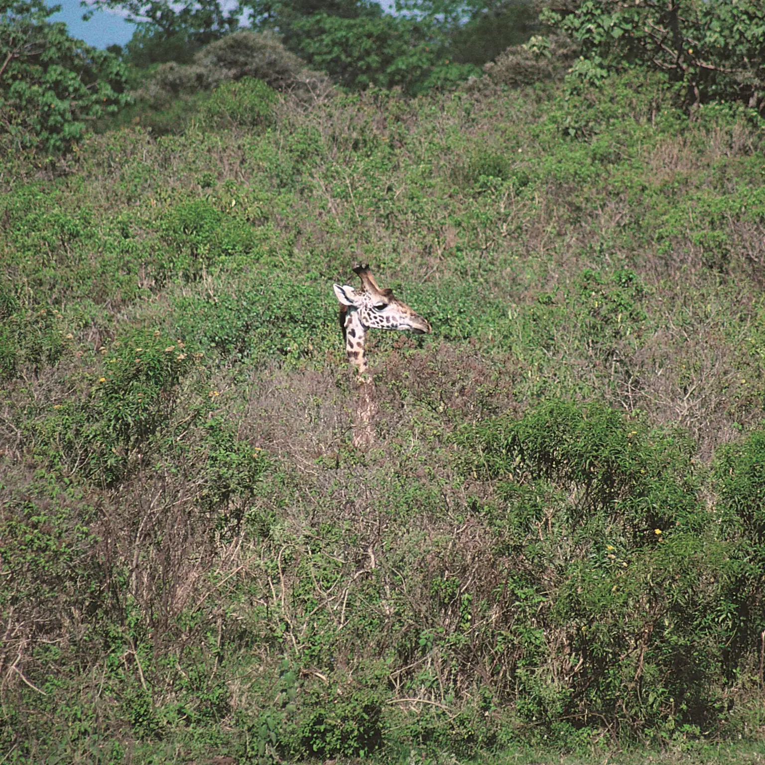 Mit dem Mountainbike durch den Arusha Nationalpark